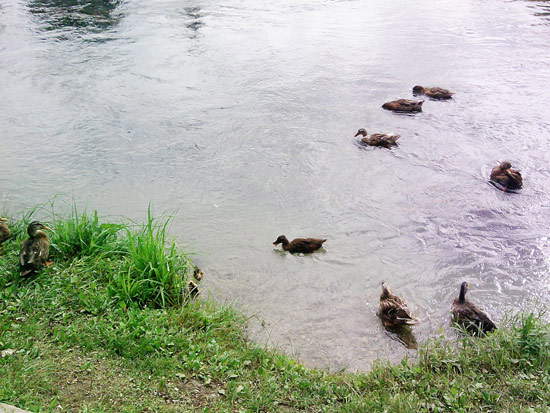 Duckettes auf dem Mincio