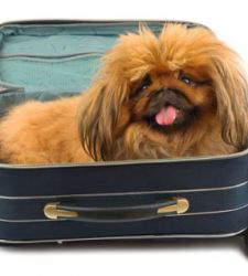 Consejos para quienes viajan con perros: alojamiento e instalaciones.