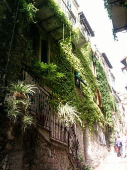 I rampicanti avvolgono un edificio