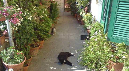 I sonnacchiosi gatti di Trebiano