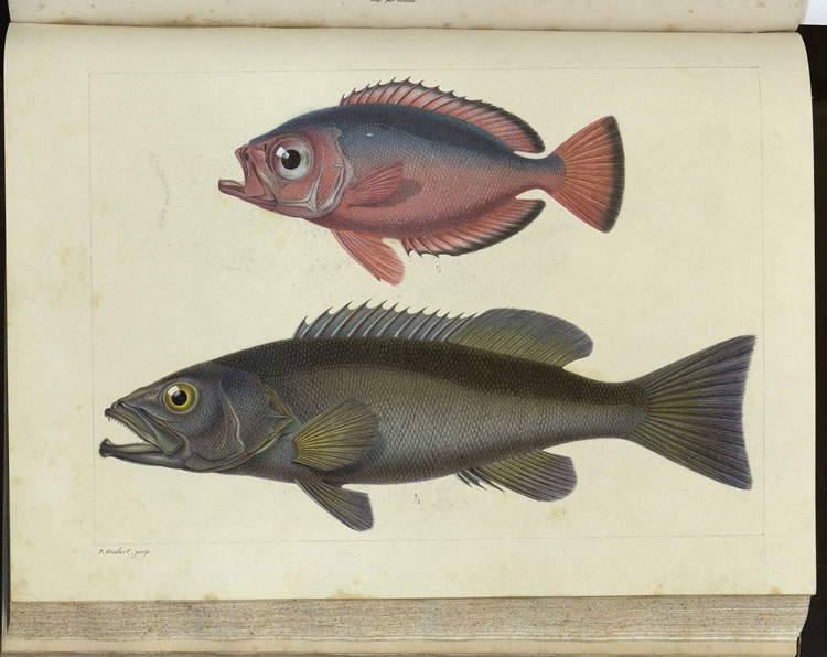 Histoire naturelle des iles Canaries, vol. 2.2, Ichthyologie tav. [3]