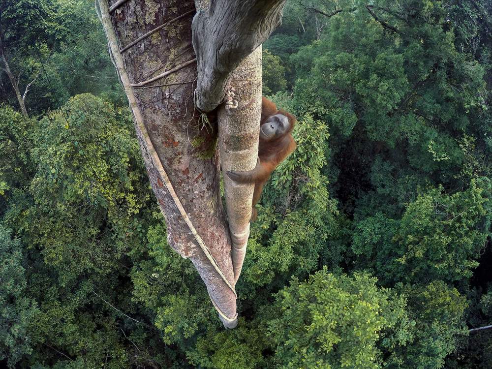 Wildlife Photographer of the Year: the world's most prestigious exhibition of nature photos in Milan