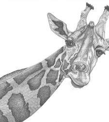 I naturalistici ritratti di animali di Arianna Fioratti Loreto in mostra a Firenze