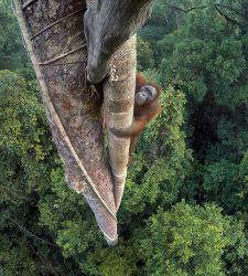 Wildlife Photographer of the Year: a Milano la più prestigiosa mostra mondiale di foto della natura