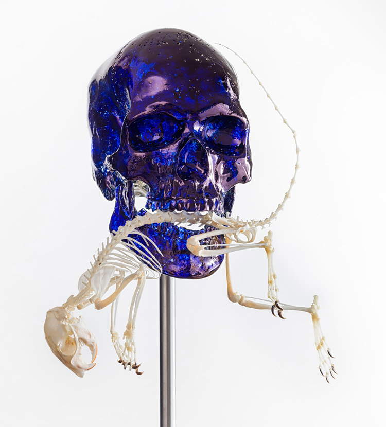 Jan Fabre, Skull with squirrel