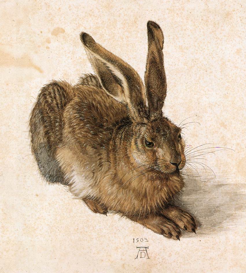 Albrecht DÃ¼rer, Lepre (1502; acquerello su carta, 251 x 226 mm; Vienna, Graphische Sammlung Albertina)