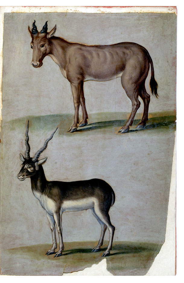 Giuseppe Arcimboldo, Alcefalo e Antilope cervicapra (1584; acquerello su carta; Ms. Aldrovandi, Tavole di Animali,  V, c. 20, Bologna, Biblioteca Universitaria)