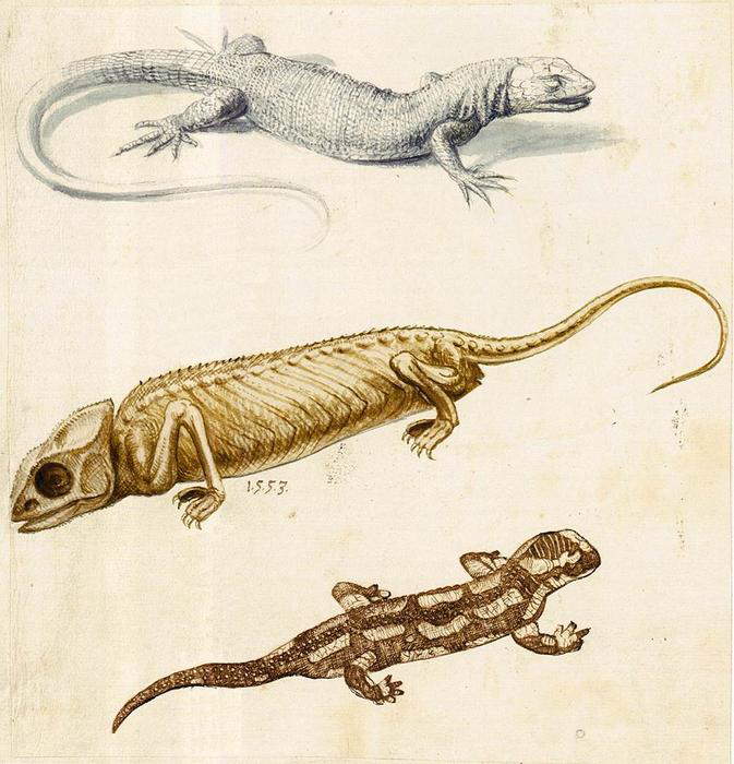 Giuseppe Arcimboldo, Studio di una lucertola, un camaleonte e una salamandra (1553; Vienna, Ã–sterreichische Nationalbibliothek, Bibl. Cod. min. 42, fol. 128r)