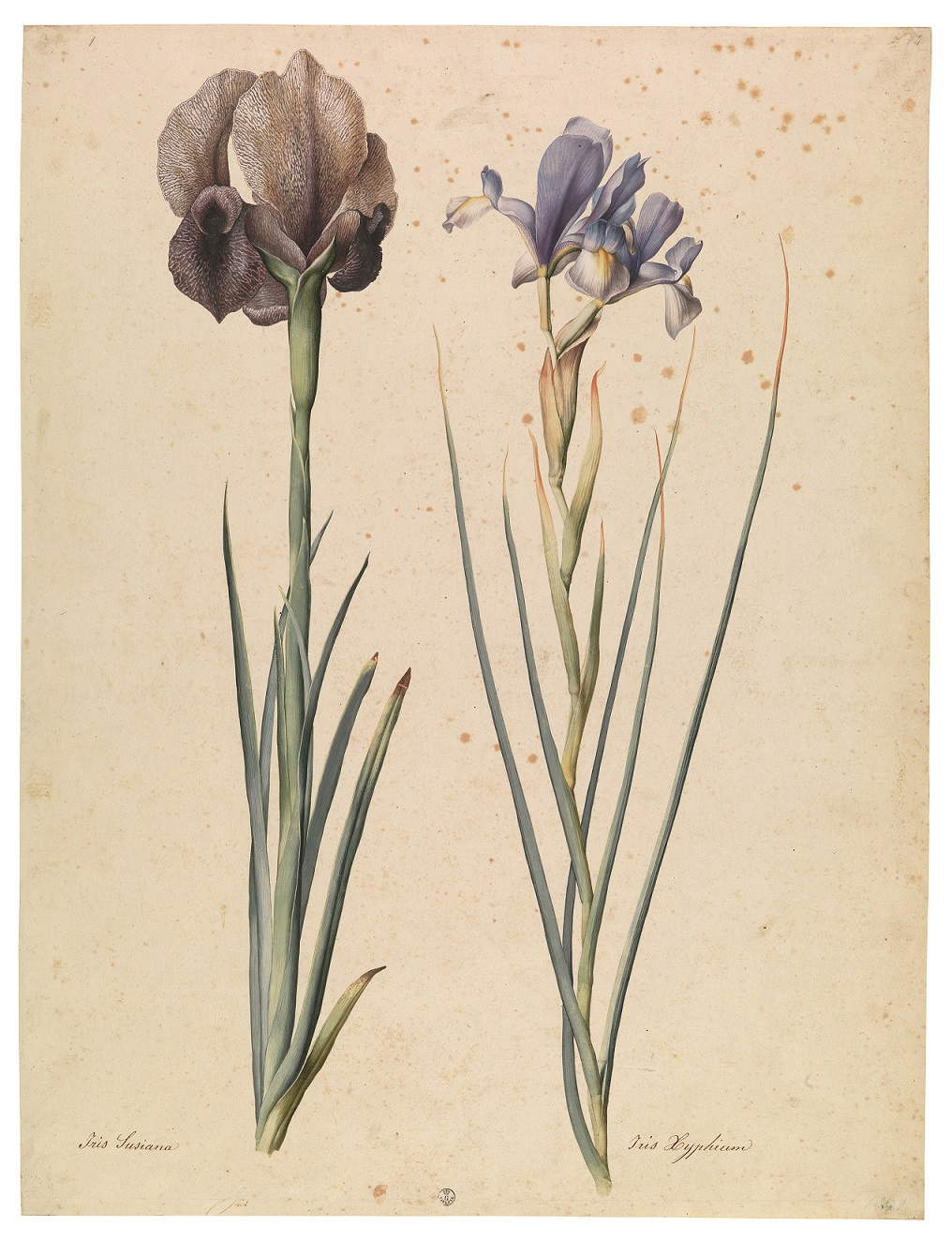 Jacopo Ligozzi, Iride inglese (Iris Susiana L.), Giaggiolo orientale (Iris Xyphium L.) (1577-1587 circa; pietra nera naturale, pigmenti policromi di natura organica e inorganica, su carta con imprimitura a bianco di piombo; Firenze, Gabinetto Disegni e Stampe degli Uffizi)