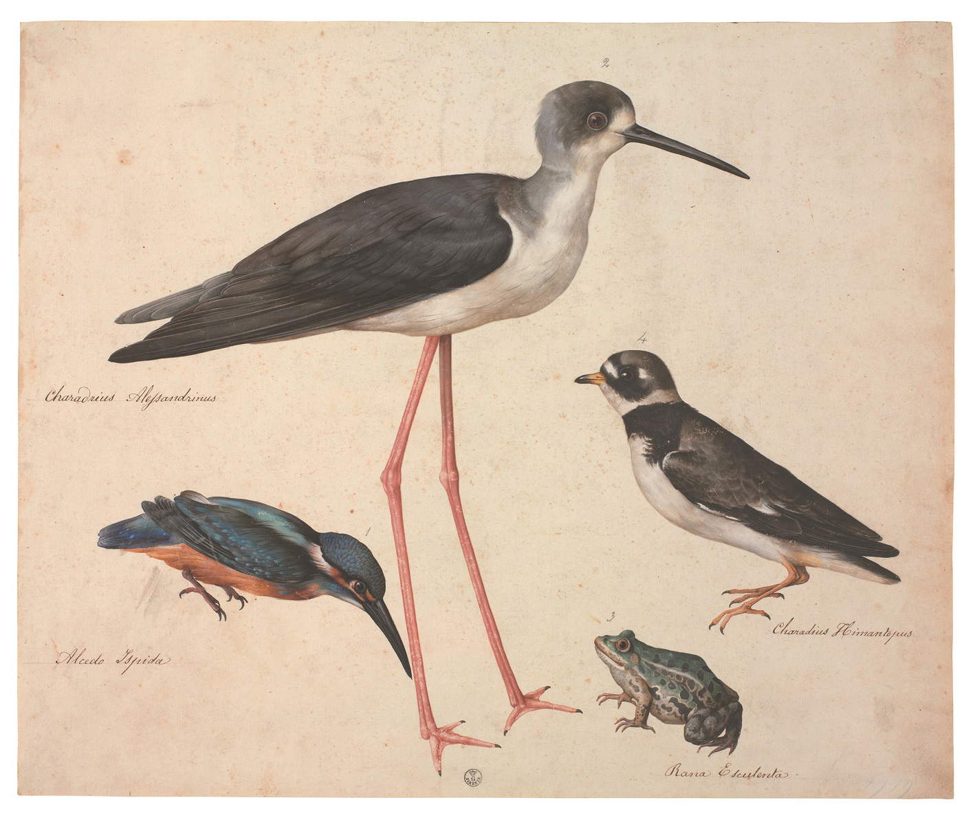 Jacopo Ligozzi, Tavole naturalistiche Â– Gli Uccelli - Cavaliere dÂ’Italia (Himantopus himantopus), Corriere grosso (Charadrius hiaticula), Martin pescatore (Alcedo atthis), Rana verde (Rana esculenta) (1577-1587 circa; pietra nera naturale, pigmenti policromi di natura organica e inorganica, su carta con imprimitura a bianco di piombo; Firenze, Gabinetto Disegni e Stampe degli uffizi)