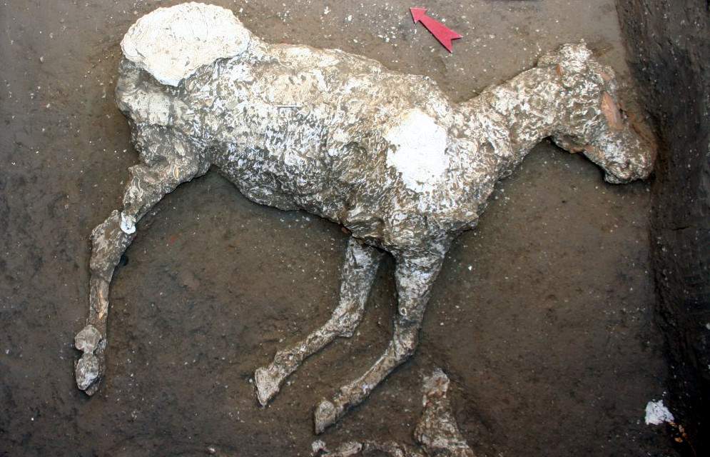Extraordinary discovery in Pompeii: remains of a horse found for the first time