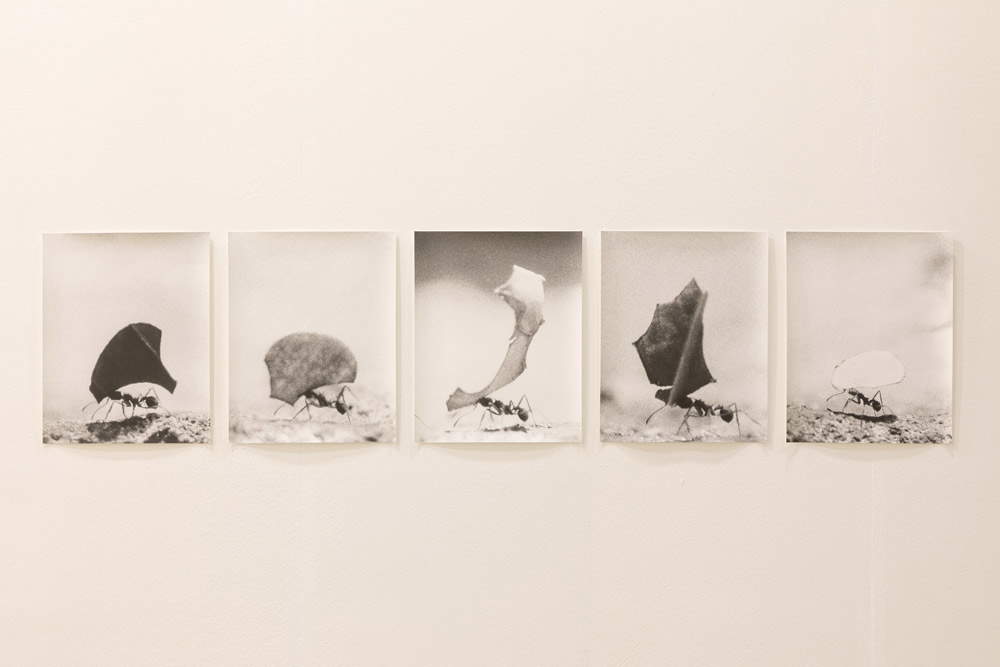 Jochen Lempert, Untitled (Blattschneiderameisen)