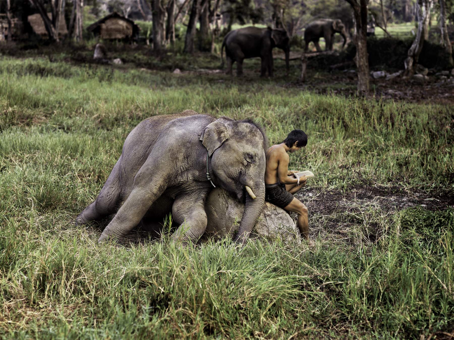 Animals according to Steve McCurry are at MUDEC with the unprecedented exhibition Animals