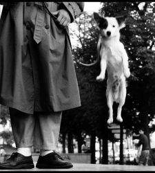 Exposition du chien d'Elliott Erwitt à Trévise