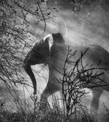 Alla Reggia di Venaria l'ultimo grande progetto fotografico di Salgado: Genesi