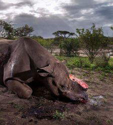 Al Forte di Bard arriva l'anteprima italiana del Wildlife Photographer of the Year