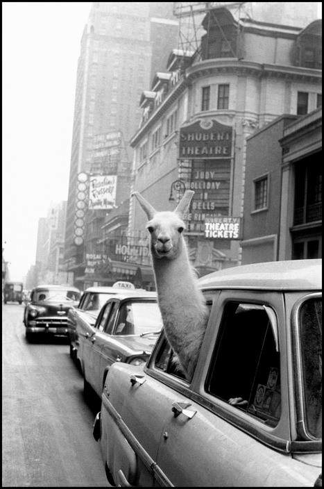 Inge Morath, Lama vicino a Times Square, New York 1957, © Magnum Photos
