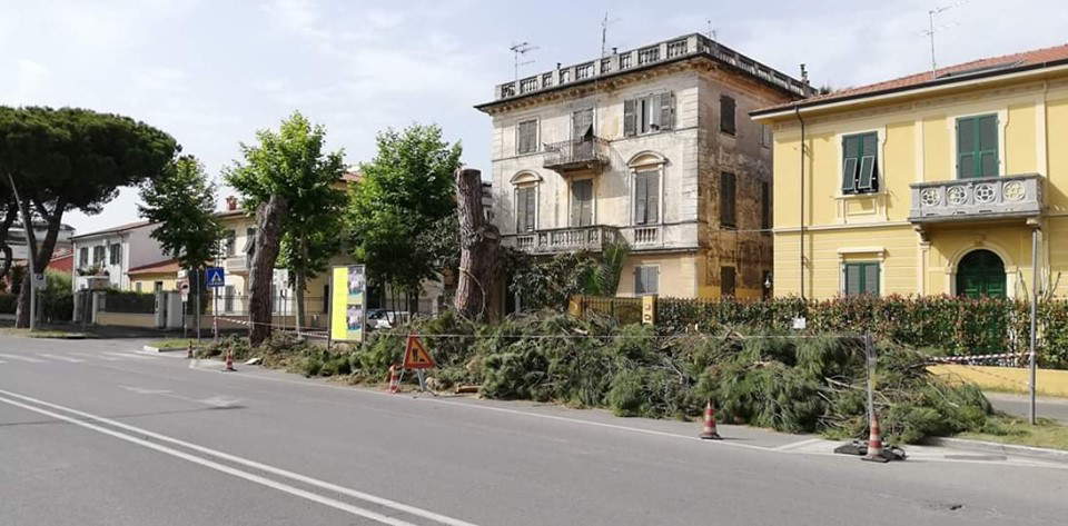 Fällung von Pinienbäumen in Marina di Carrara 