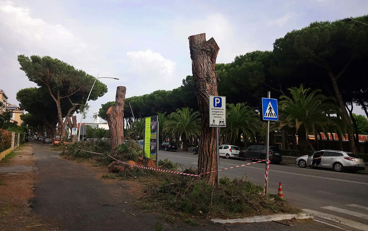 Fällung von Pinienbäumen in Marina di Carrara 