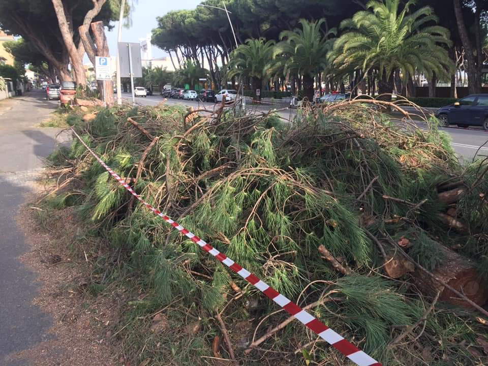 Fällung von Pinienbäumen in Marina di Carrara 