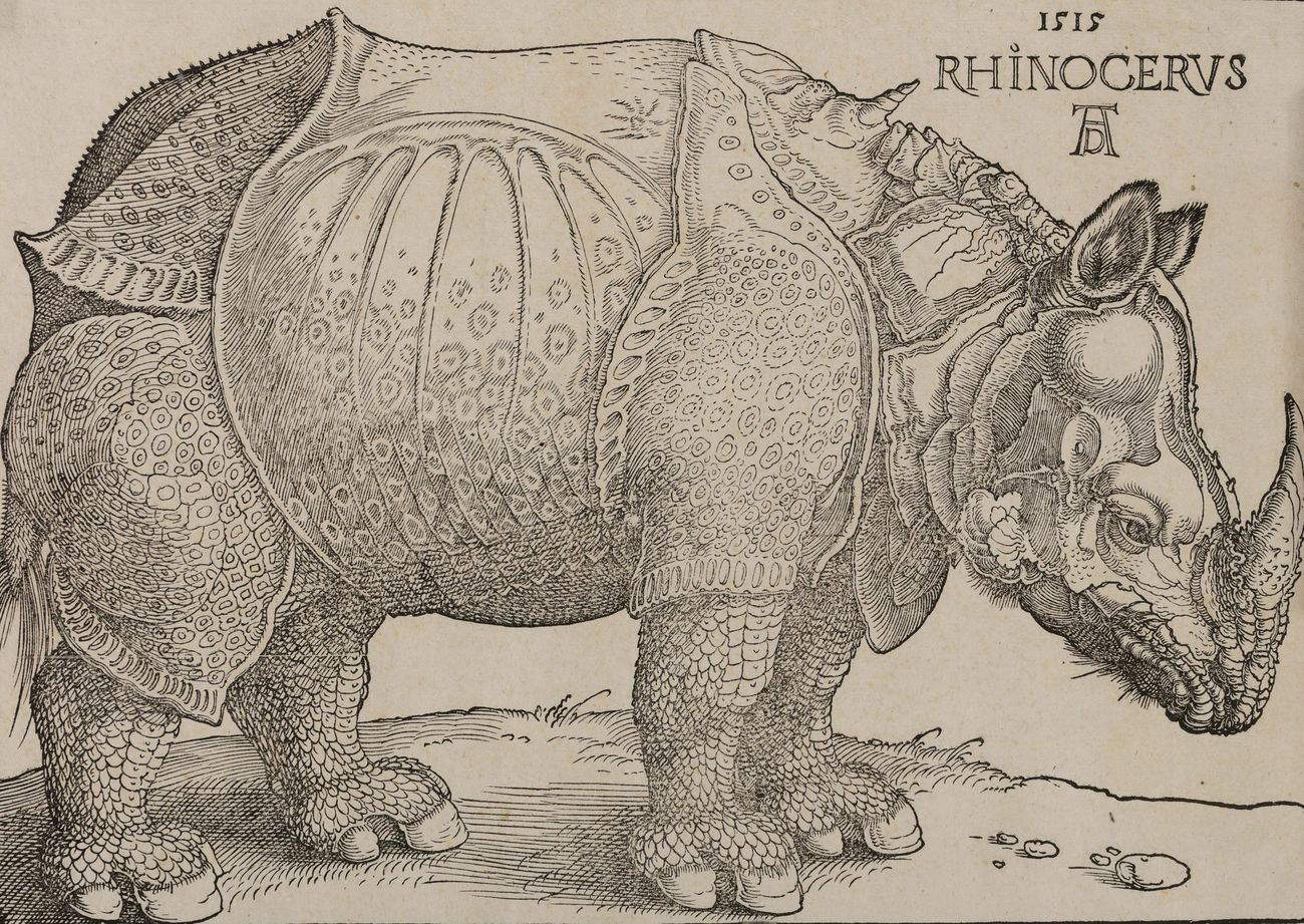 Il Rinoceronte di Albrecht Dürer. Origine e fortuna del pachiderma più  famoso della storia dell'arte