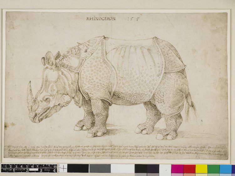 Albrecht Dürer, Rinoceronte, disegno preparatorio (1515; penna e inchiostro bruno su carta, 274 x 420 mm; Londra, British Museum)
