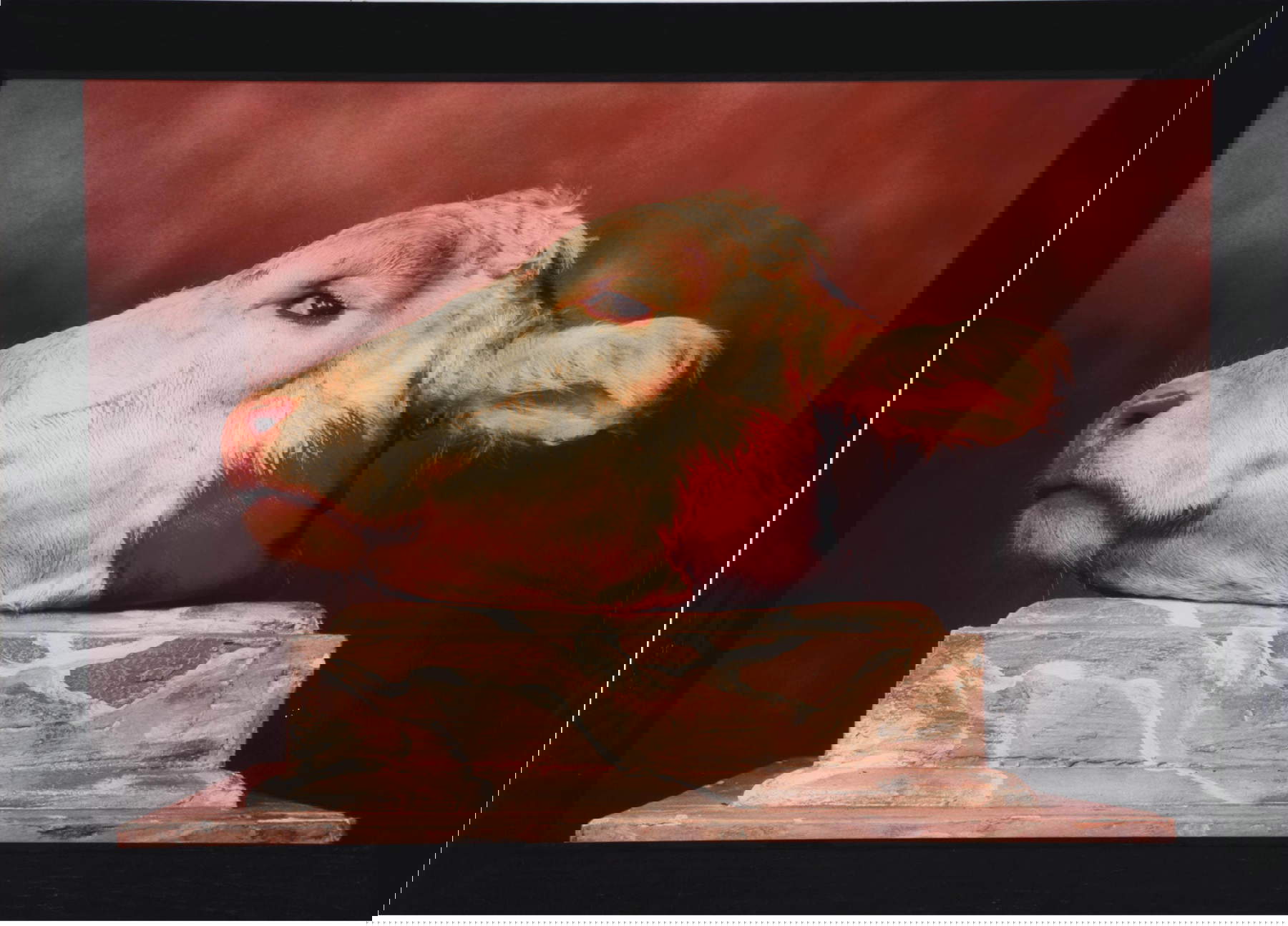 Andres Serrano, Cabeza de vaca (1984; c-print, 114,8 x 165,1 cm)