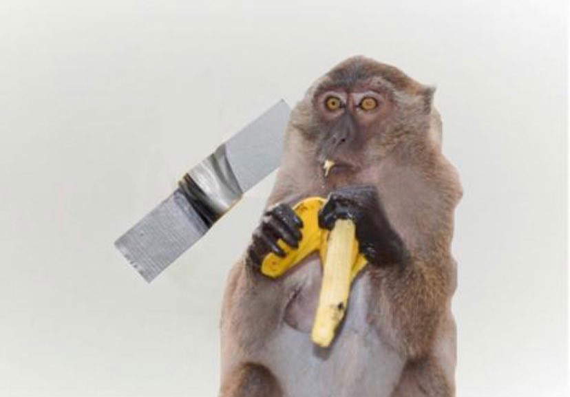 Monkey business. Di: @thomaslelu