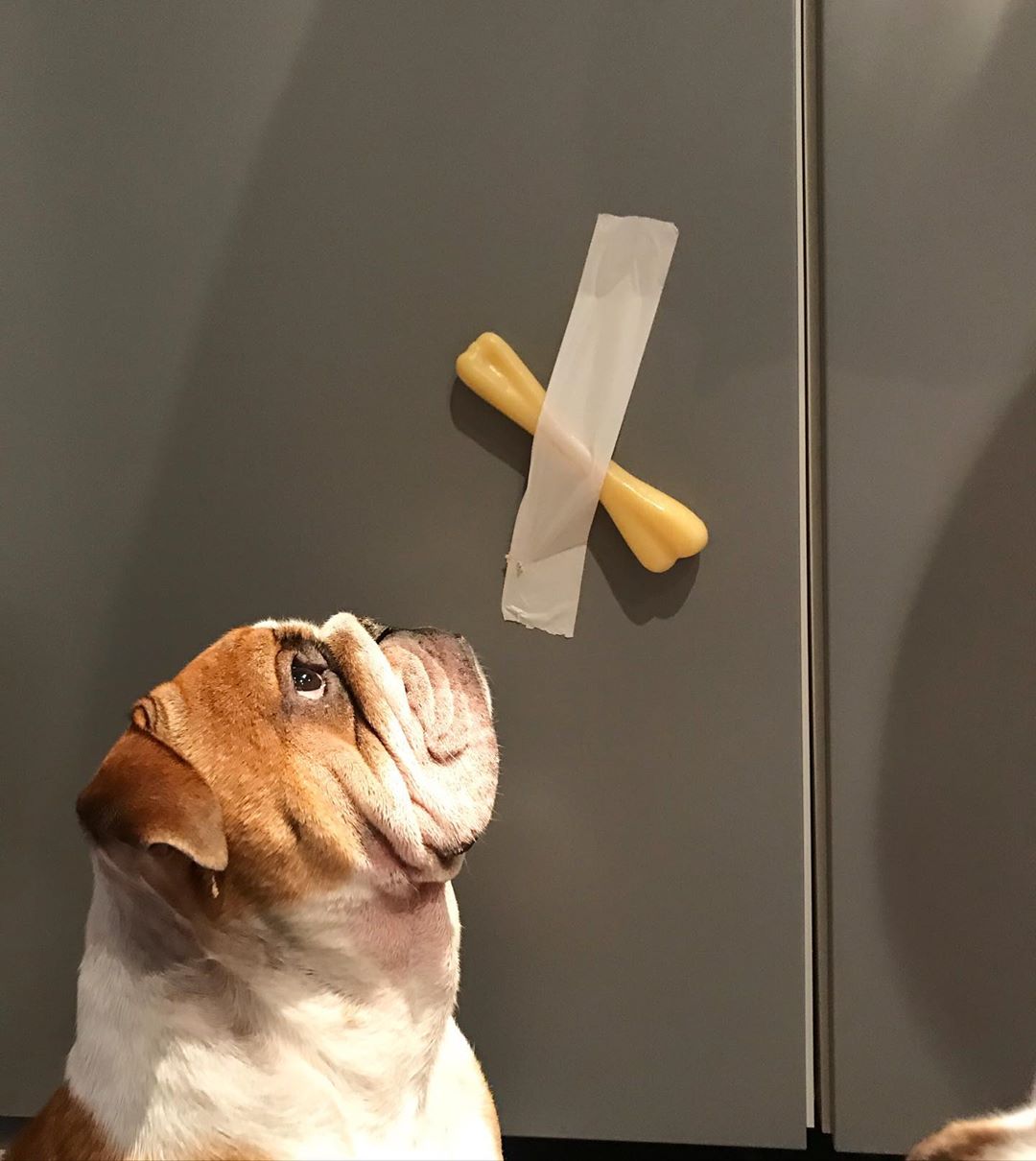 Bulldog. Di: @bulldogsbretons