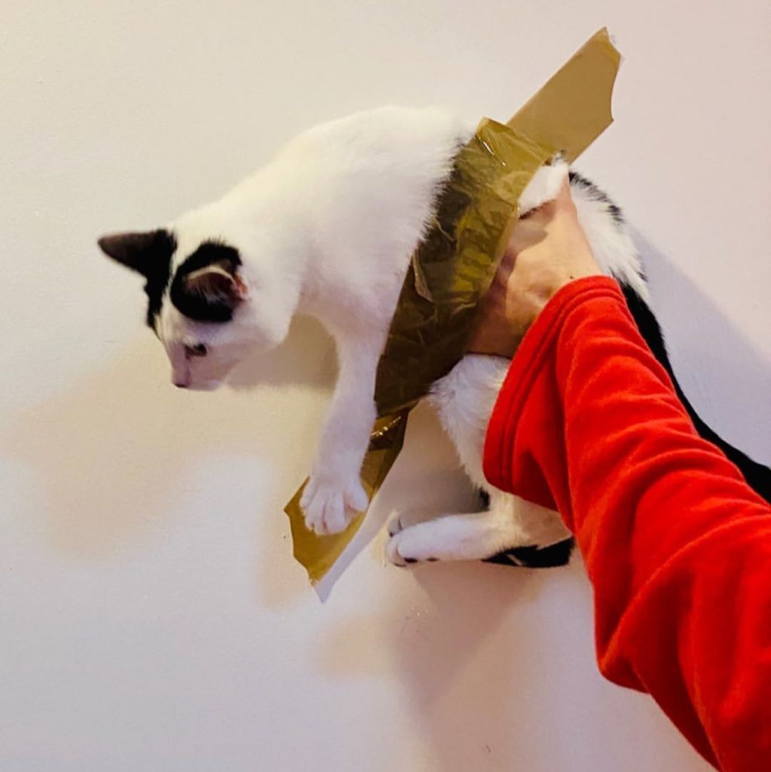 Bananagatto. Di: @jakobfromuni