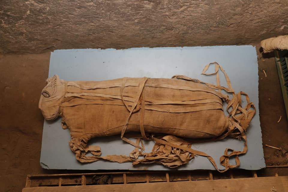 Egypt, mummies of cats and lions found in Saqqara. Also discovered 75 statues of cats and other animals 