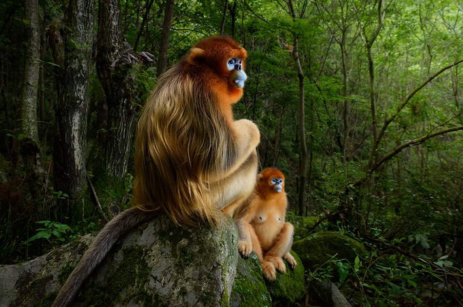 Milan, Italy, the traditional annual Wildlife Photographer of the Year exhibition returns