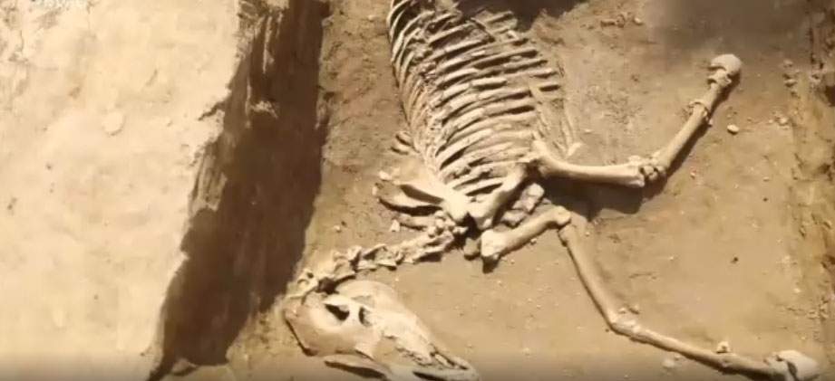 Necropolis discovered in Milan: there is also the skeleton of a horse