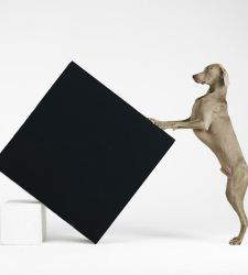 I Weimaraner di William Wegman protagonisti di una mostra a Lugano