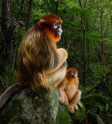 Milano, torna il tradizionale appuntamento annuale con la mostra del Wildlife Photographer of the Year
