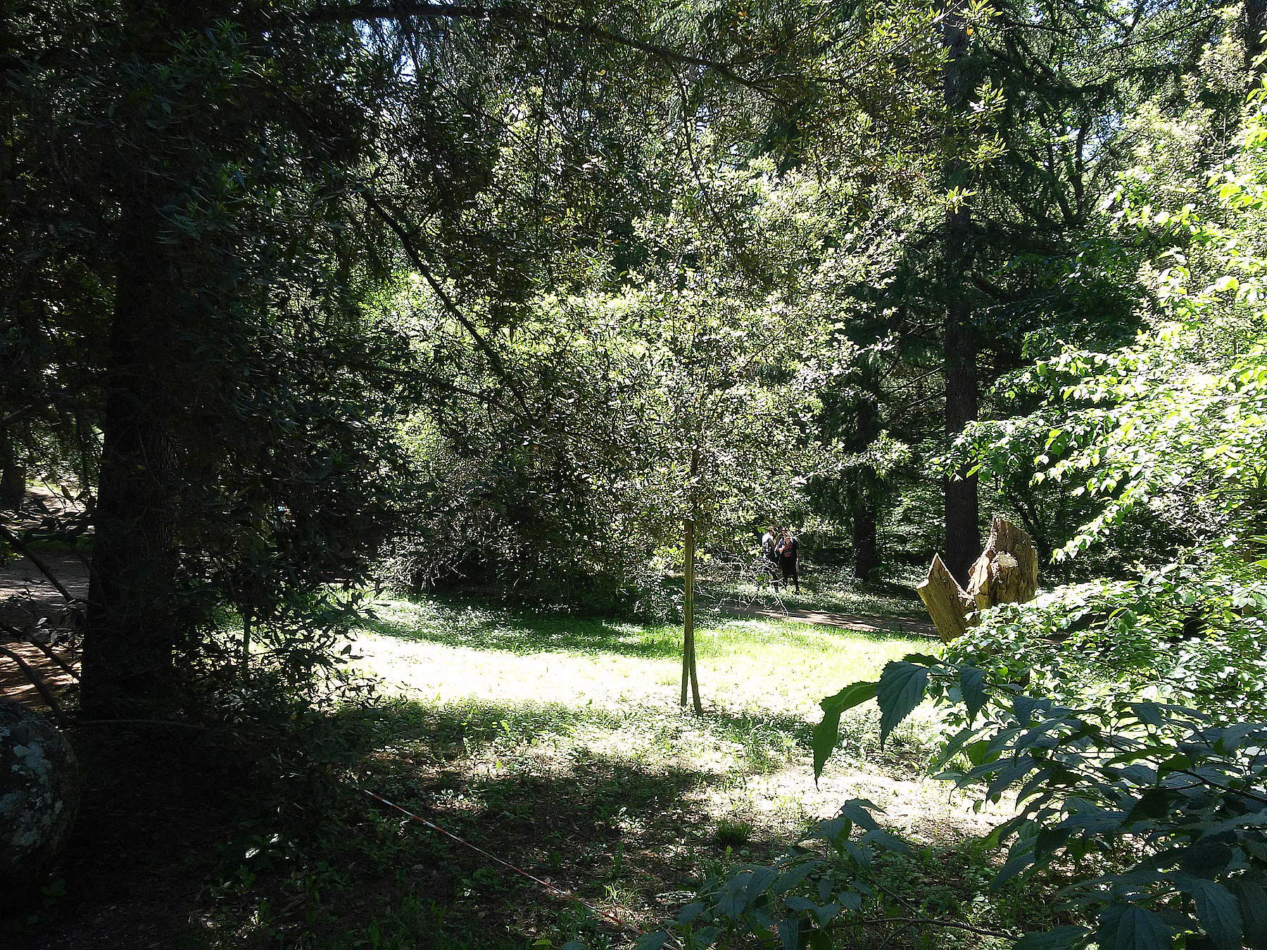 Le bois de Bomarzo