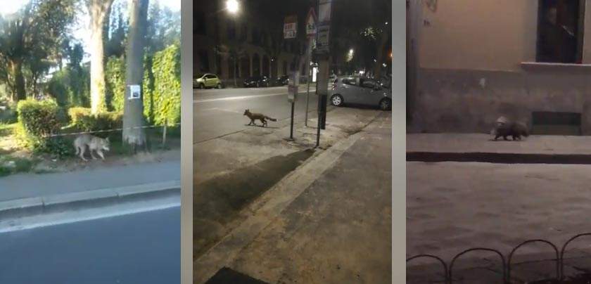 Animali in giro per le vie di Firenze: lupi, volpi, istrici. Guarda i video