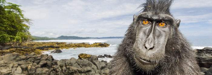 Stephen Unterthiner's spectacular animal photographs are on display at the Fortress of Bard