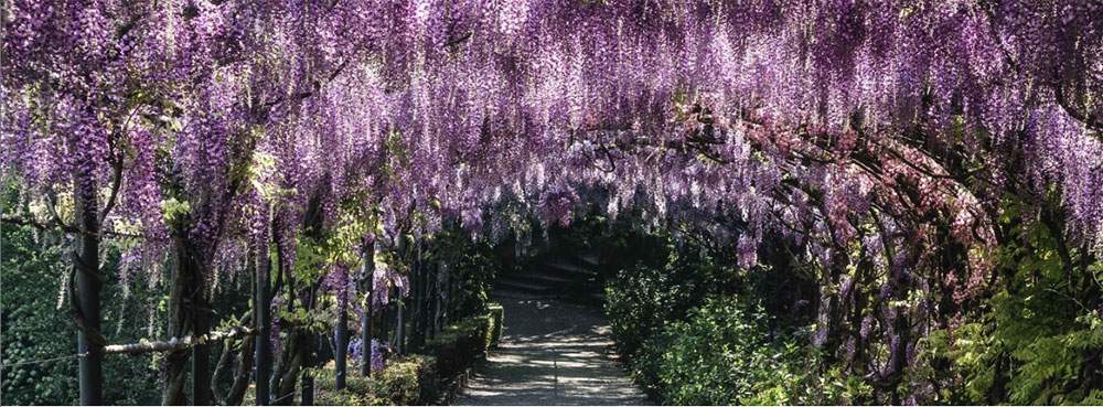 Poems from the Bardini garden to celebrate the wisteria's peak bloom