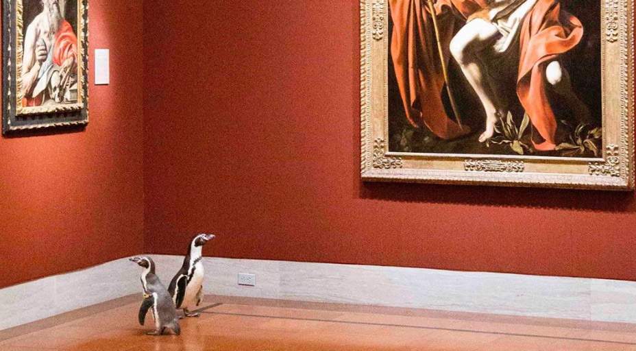In Kansas City they took three penguins on a museum tour. They enjoyed Caravaggio. Here are the photos