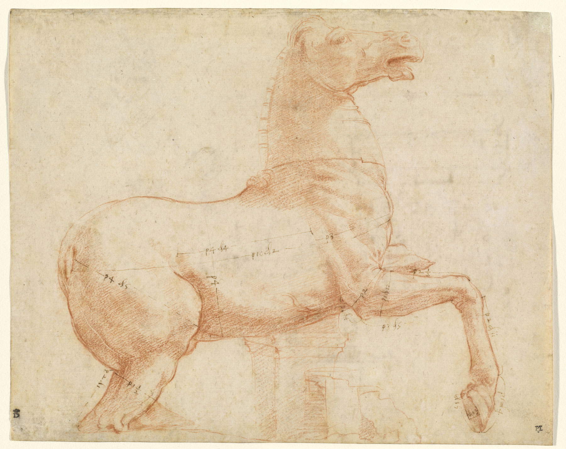 Raffaello, Cavallo dell&rsquo;antico gruppo dei Dioscuri sul colle del Quirinale (1513 circa; pietra rossa, penna e inchiostro; Washington, D.C., National Gallery of Art). &copy; National Gallery of Art, Washington