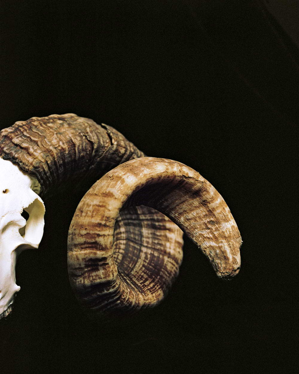 L&eacute;onie Marion, Ohne Titel (2017), aus der Serie Soul&egrave;vements jurassiques, 2016-2019