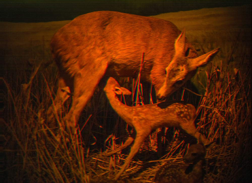 S&eacute;bastien Delahaye, aus der Serie La B&ecirc;te des Vosges, 2017-2018