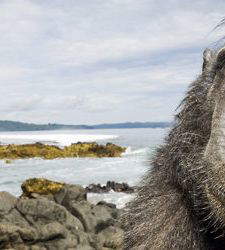 Le spettacolari fotografie di animali di Stefano Unterthiner sono in mostra al Forte di Bard