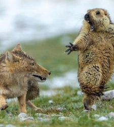 Forte di Bard: torna l'anteprima italiana del Wildlife Photographer of the Year. 