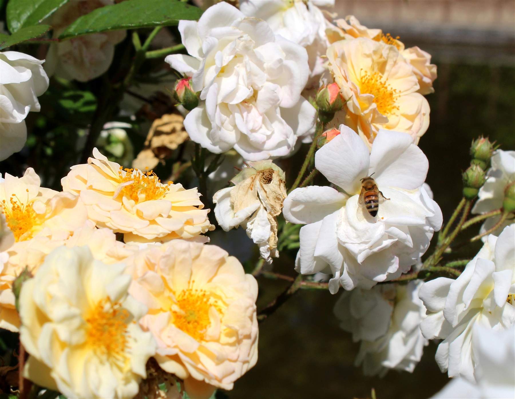 Firenze, al Giardino di Boboli arriva uno sciame di api. Schmidt: “un dono della natura”