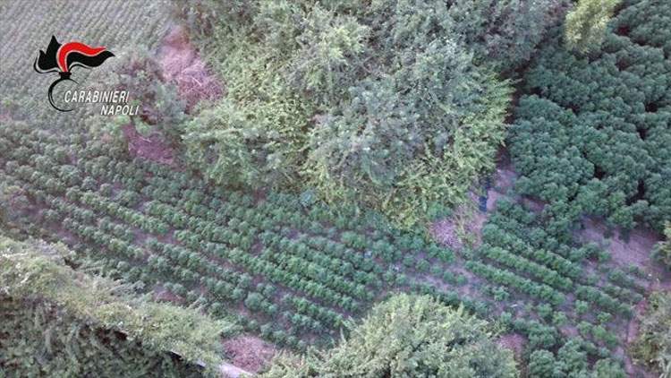 L'absurde à Pompéi : découverte d'une plantation de marijuana sur le territoire d'un parc