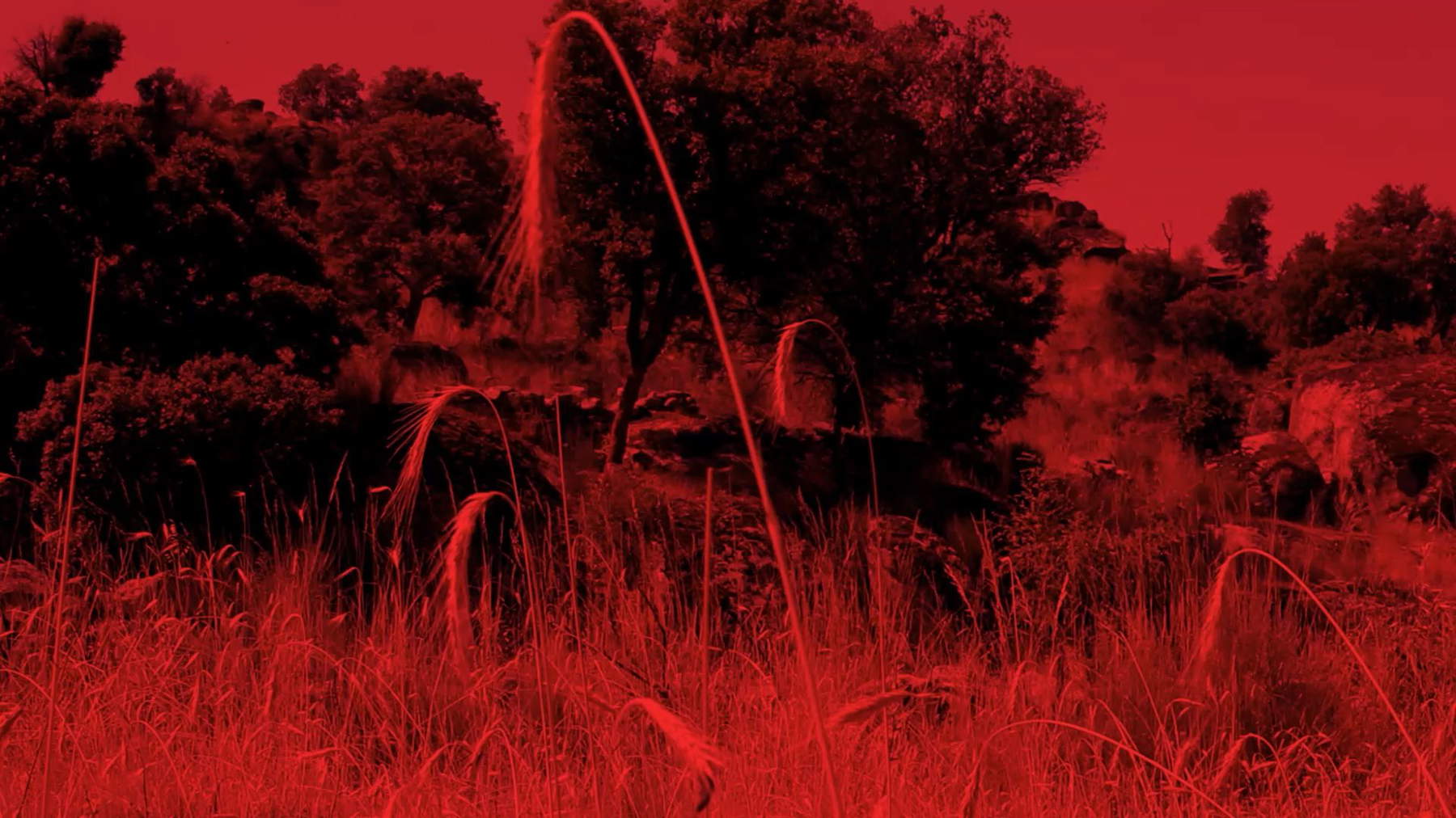 Diana Polycarp, Cyanovan (Protocol) (2020; video, sound, duration 10'56'')