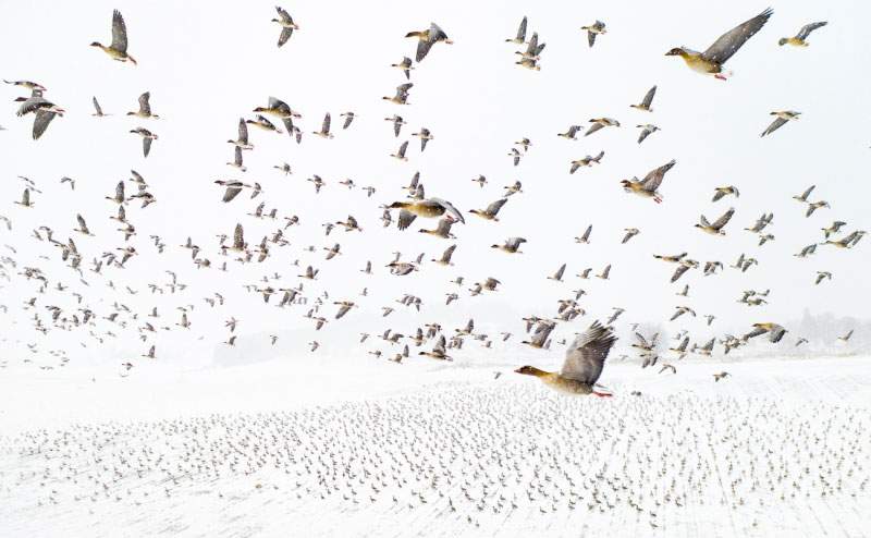 Un troupeau d'oies volant au-dessus d'un terrain enneigé : de Norvège, la photo gagnante des Drone Awards 2021 