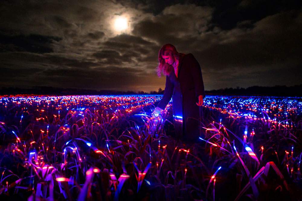 A dance of lights on a cultivated field: Roosegaarde's installation that makes plants grow